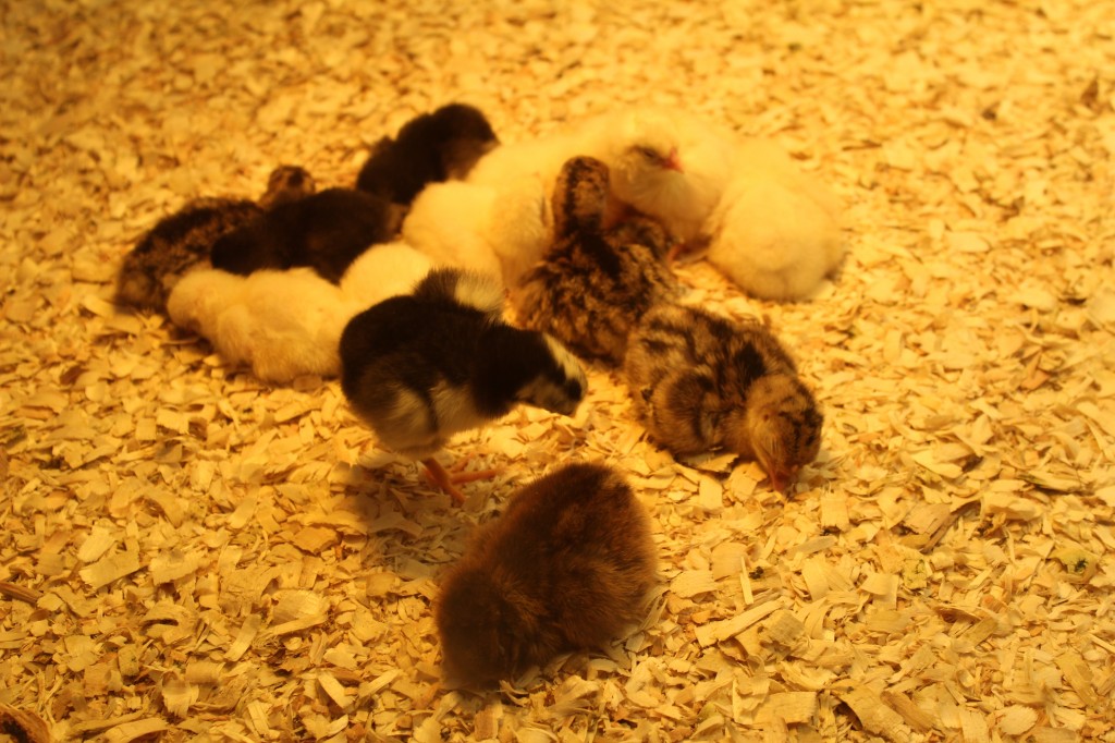 Genetically Engineered Chicks